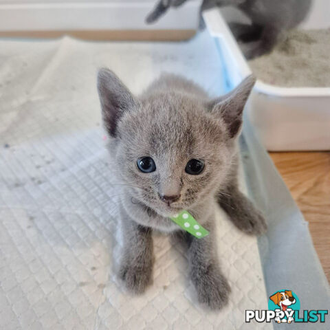 Pedigree pure Russian Blue kitten for sale