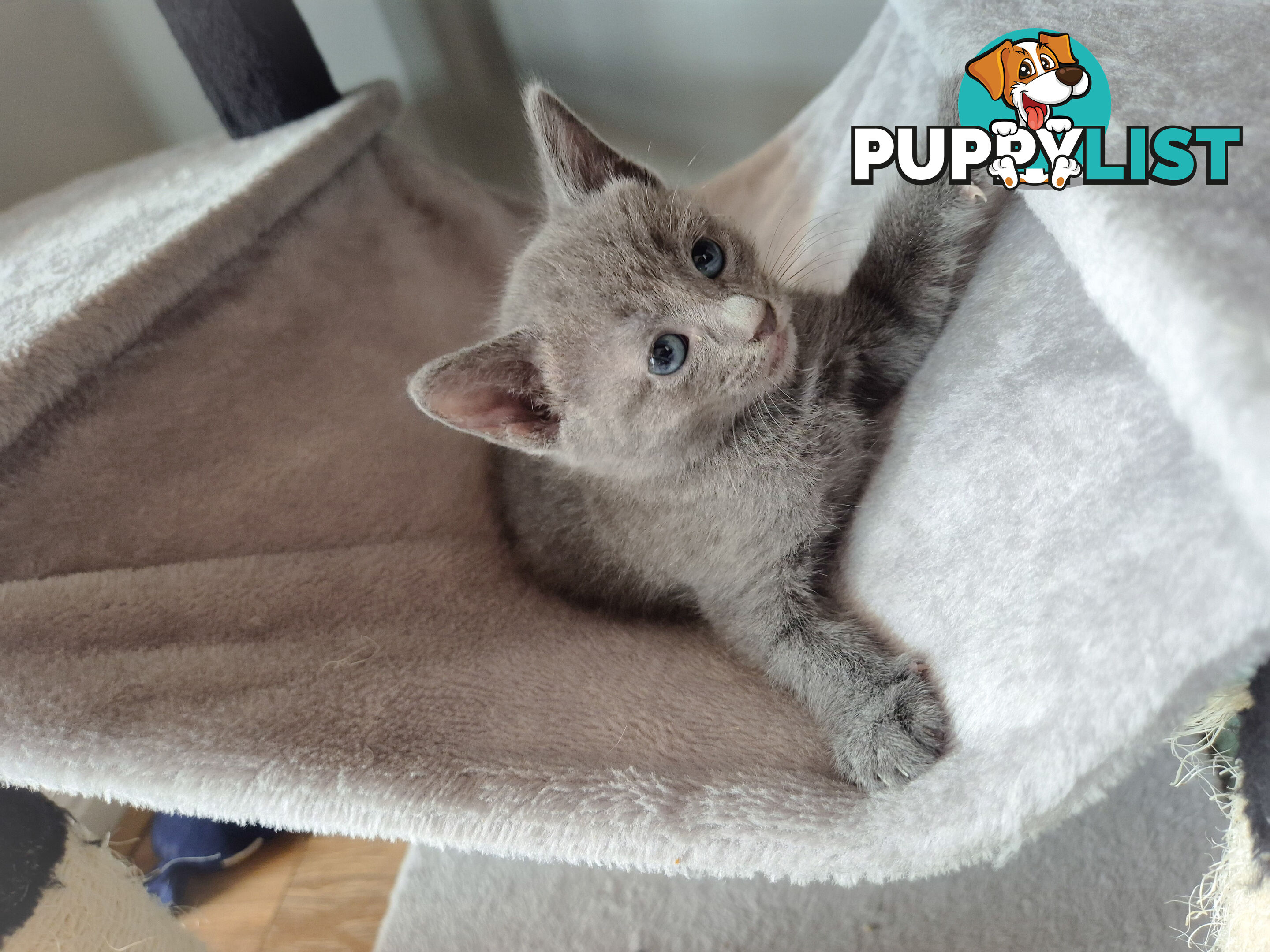 Pedigree pure Russian Blue kitten for sale