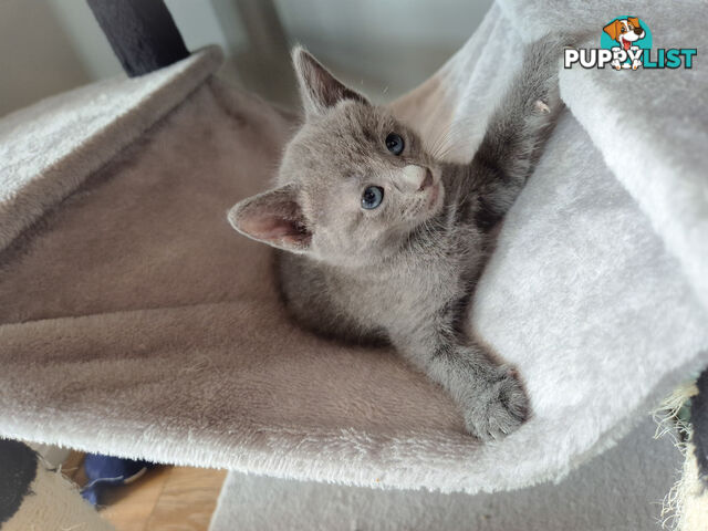 Pedigree pure Russian Blue kitten for sale