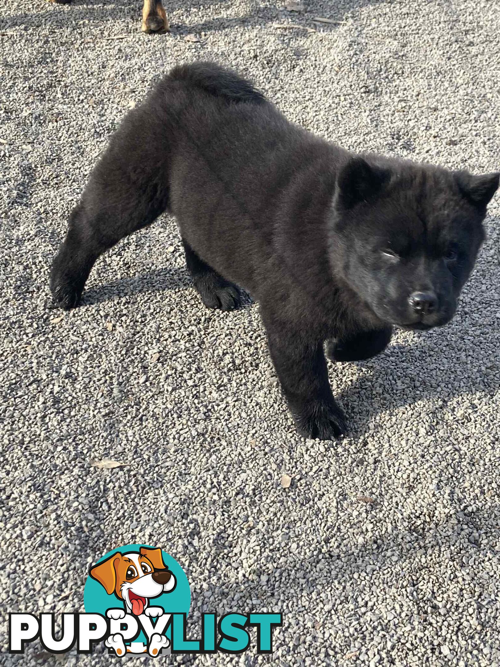 Chow Chow Puppies