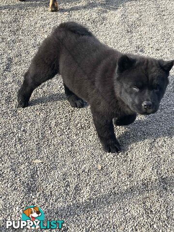 Chow Chow Puppies