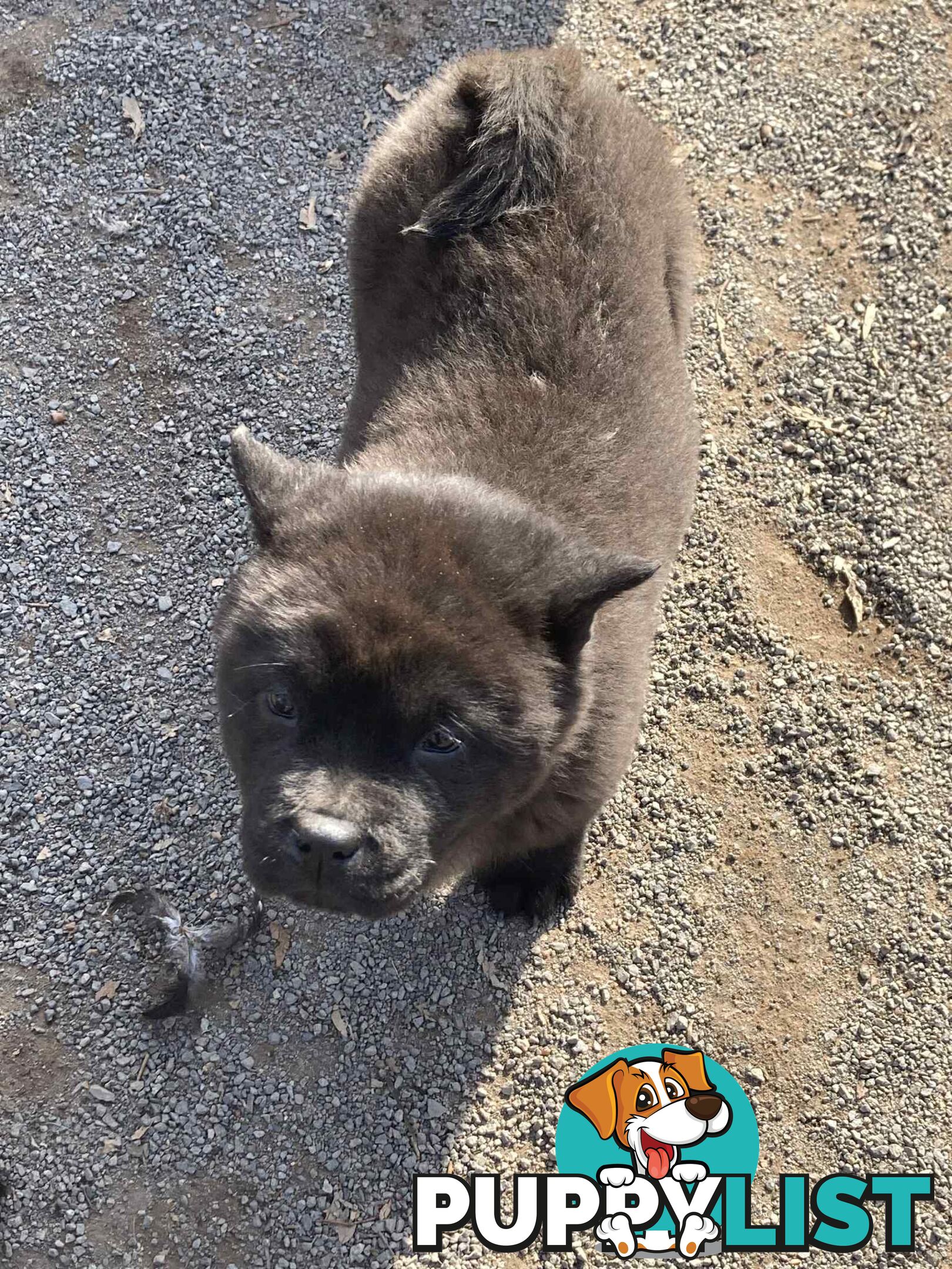 Chow Chow Puppies