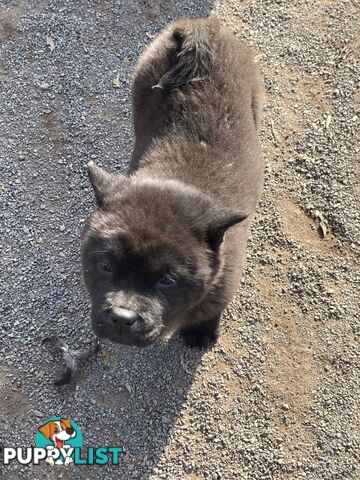 Chow Chow Puppies