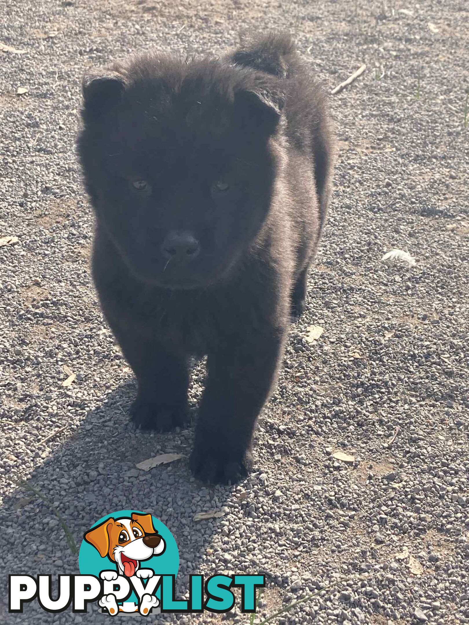Chow Chow Puppies