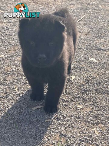 Chow Chow Puppies