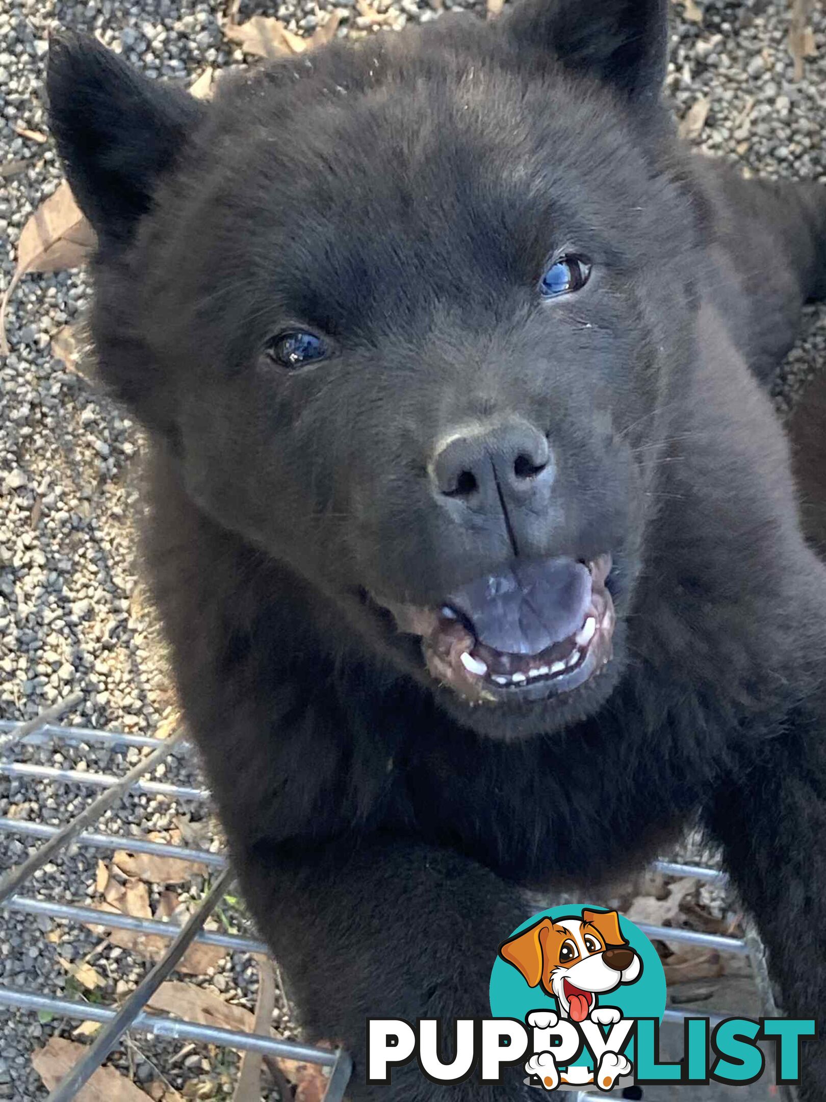 Chow Chow Puppies