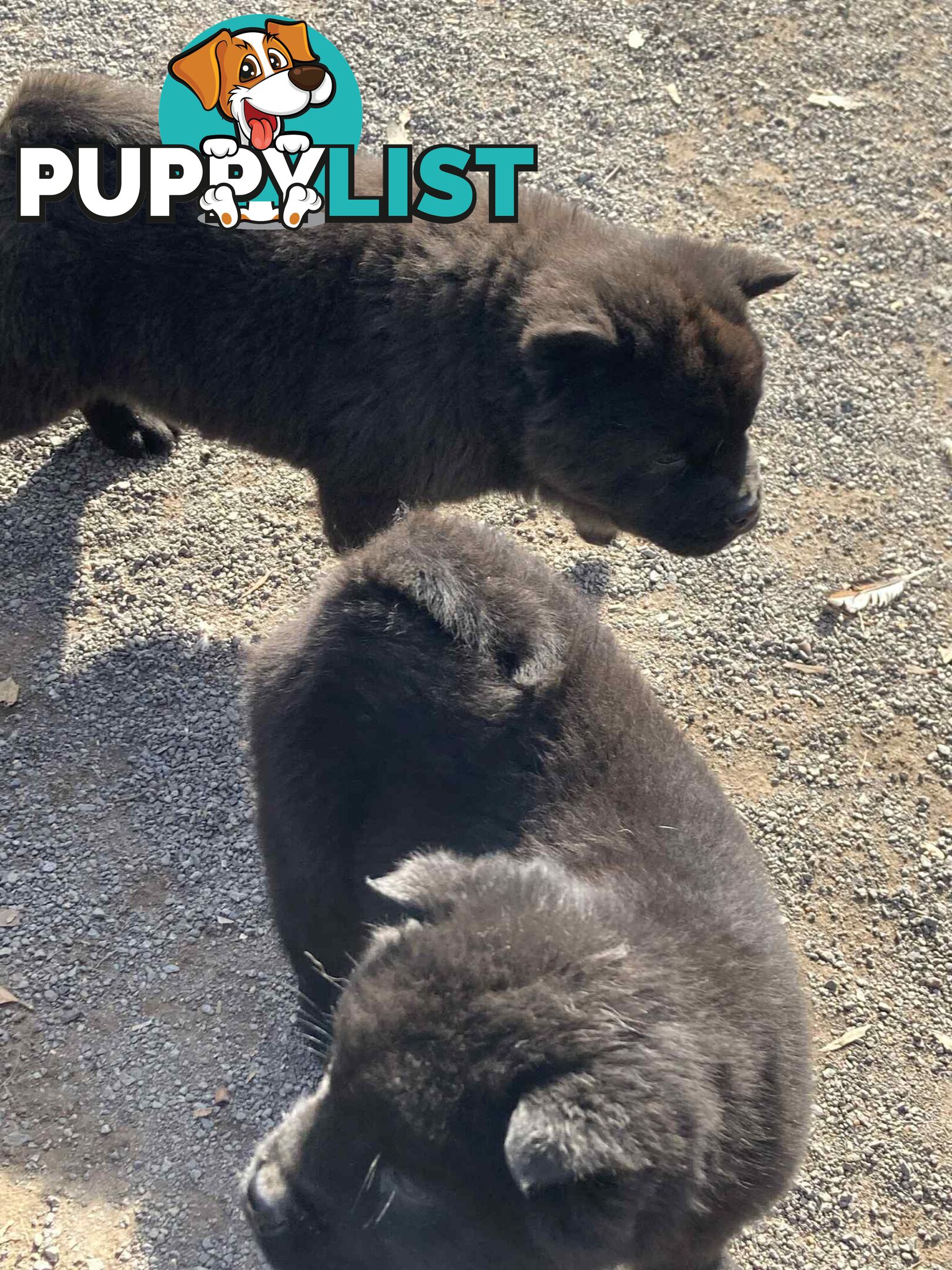 Chow Chow Puppies