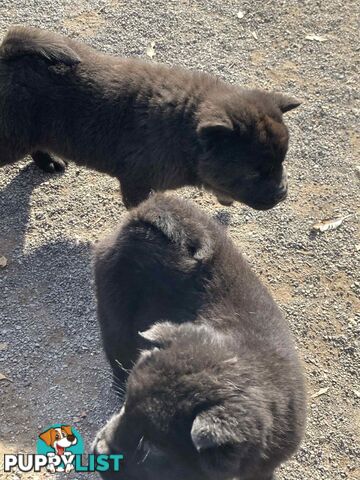Chow Chow Puppies