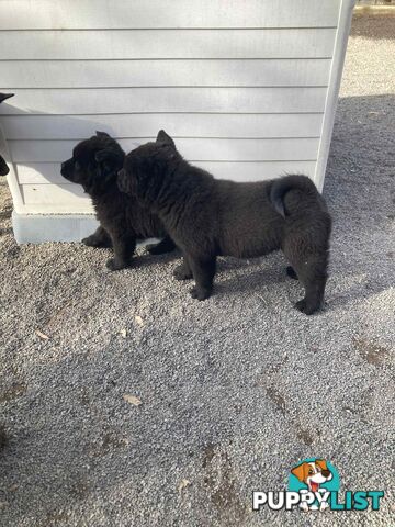 Chow Chow Puppies