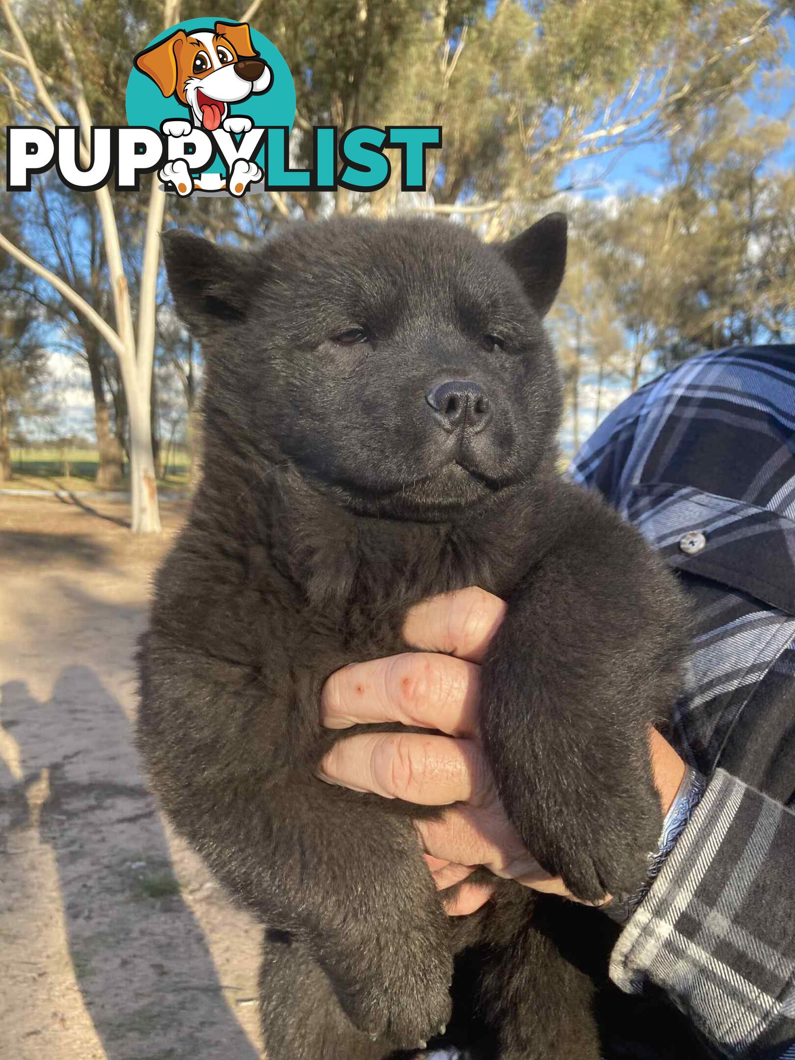 Chow Chow Puppy
