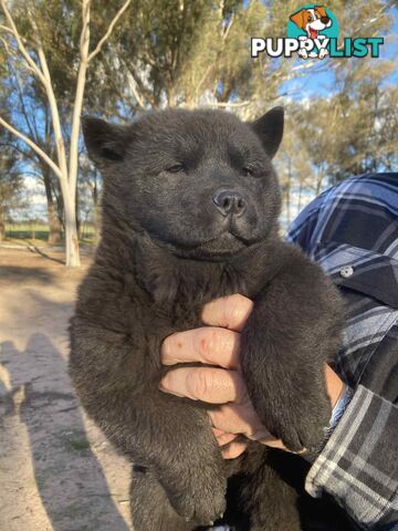 Chow Chow Puppy