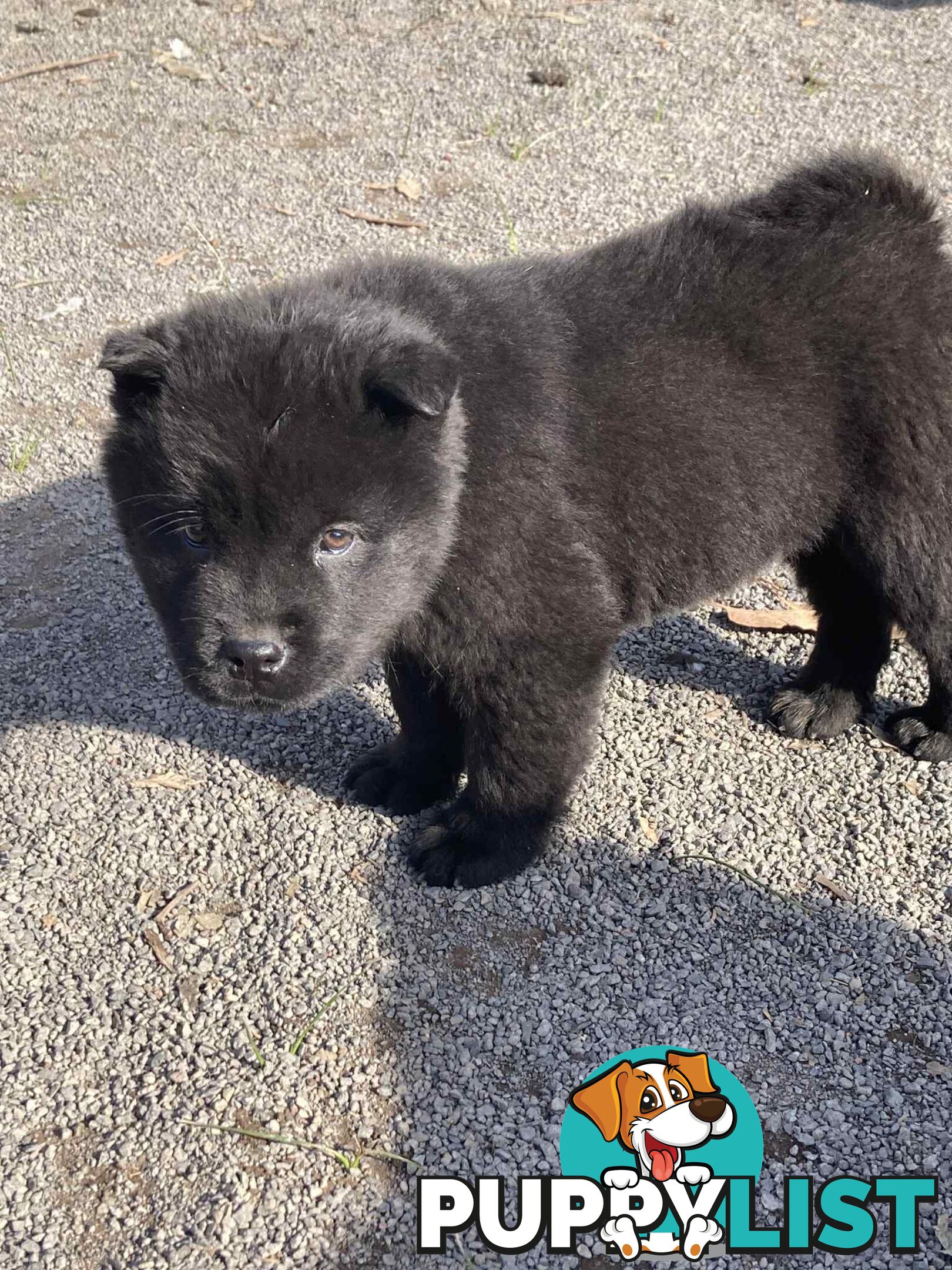 Chow Chow Puppies