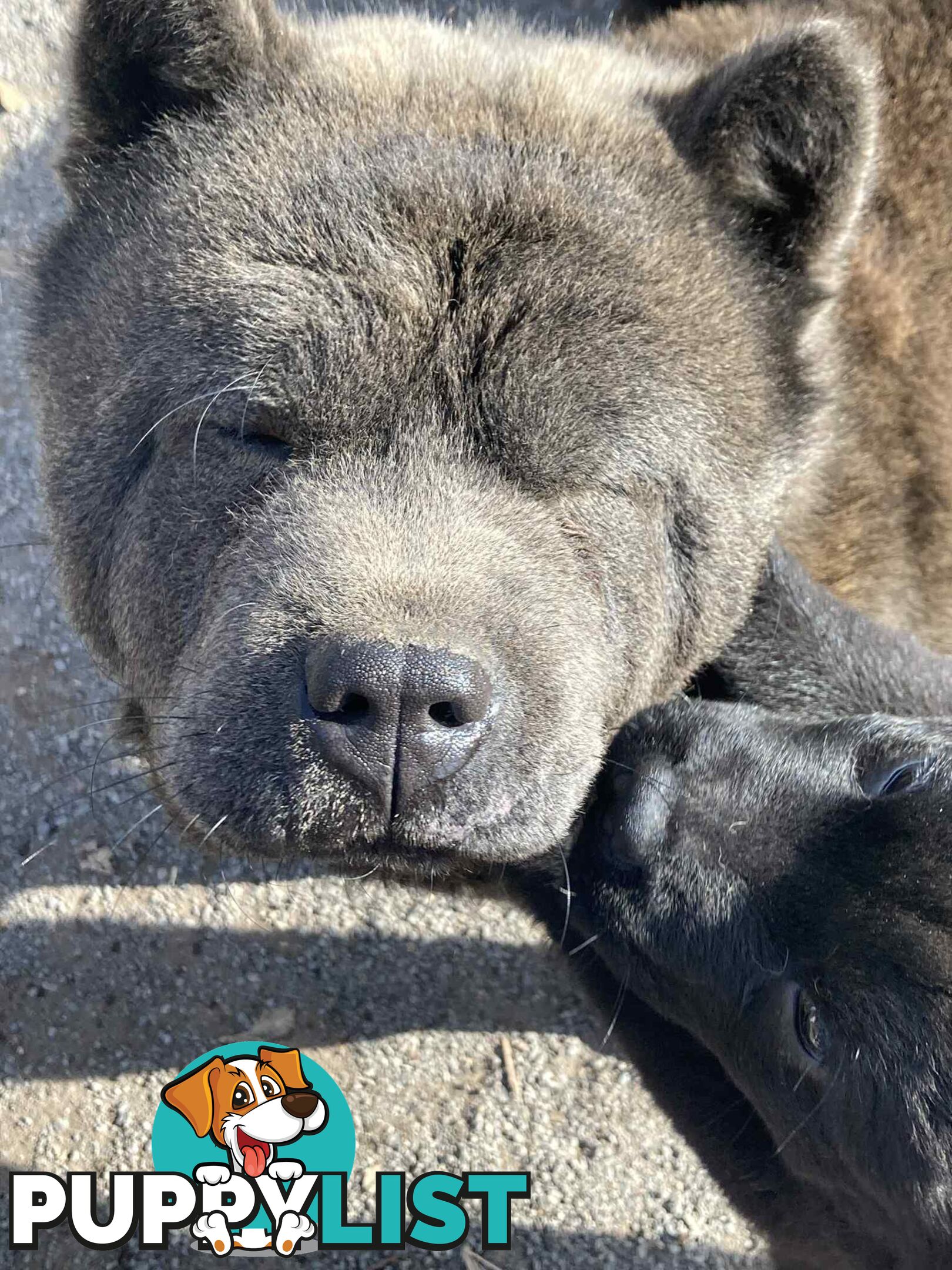 Chow Chow Puppies