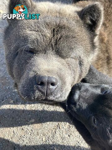 Chow Chow Puppies