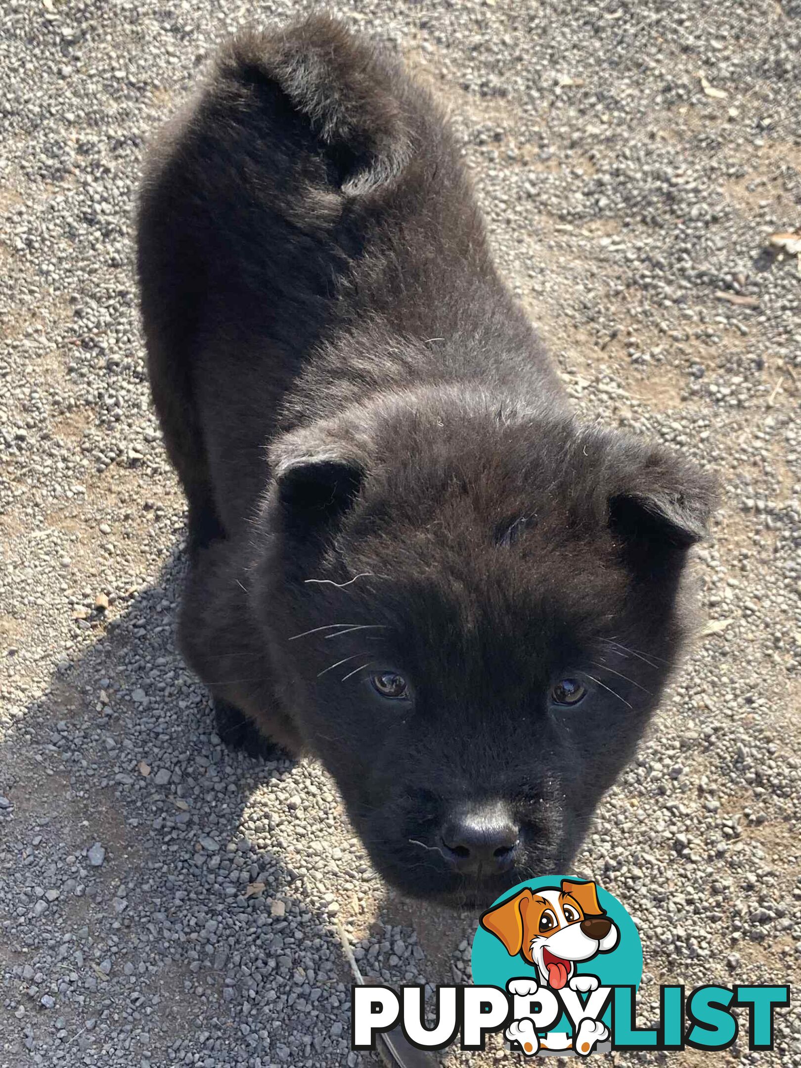 Chow Chow Puppies