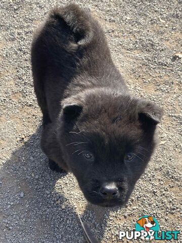 Chow Chow Puppies