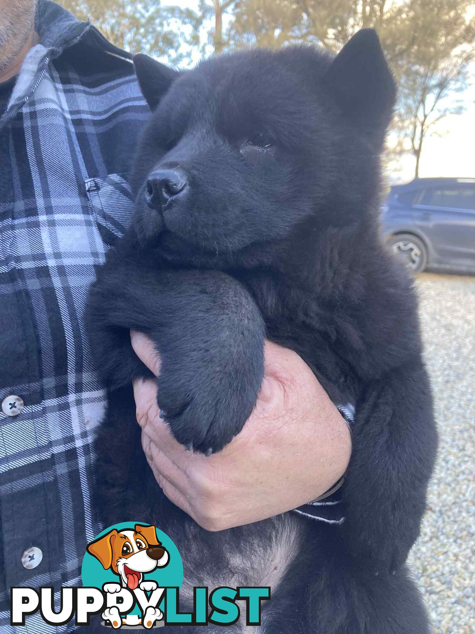 Chow Chow Puppy