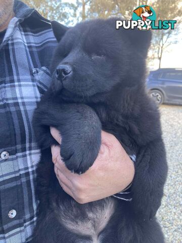 Chow Chow Puppy