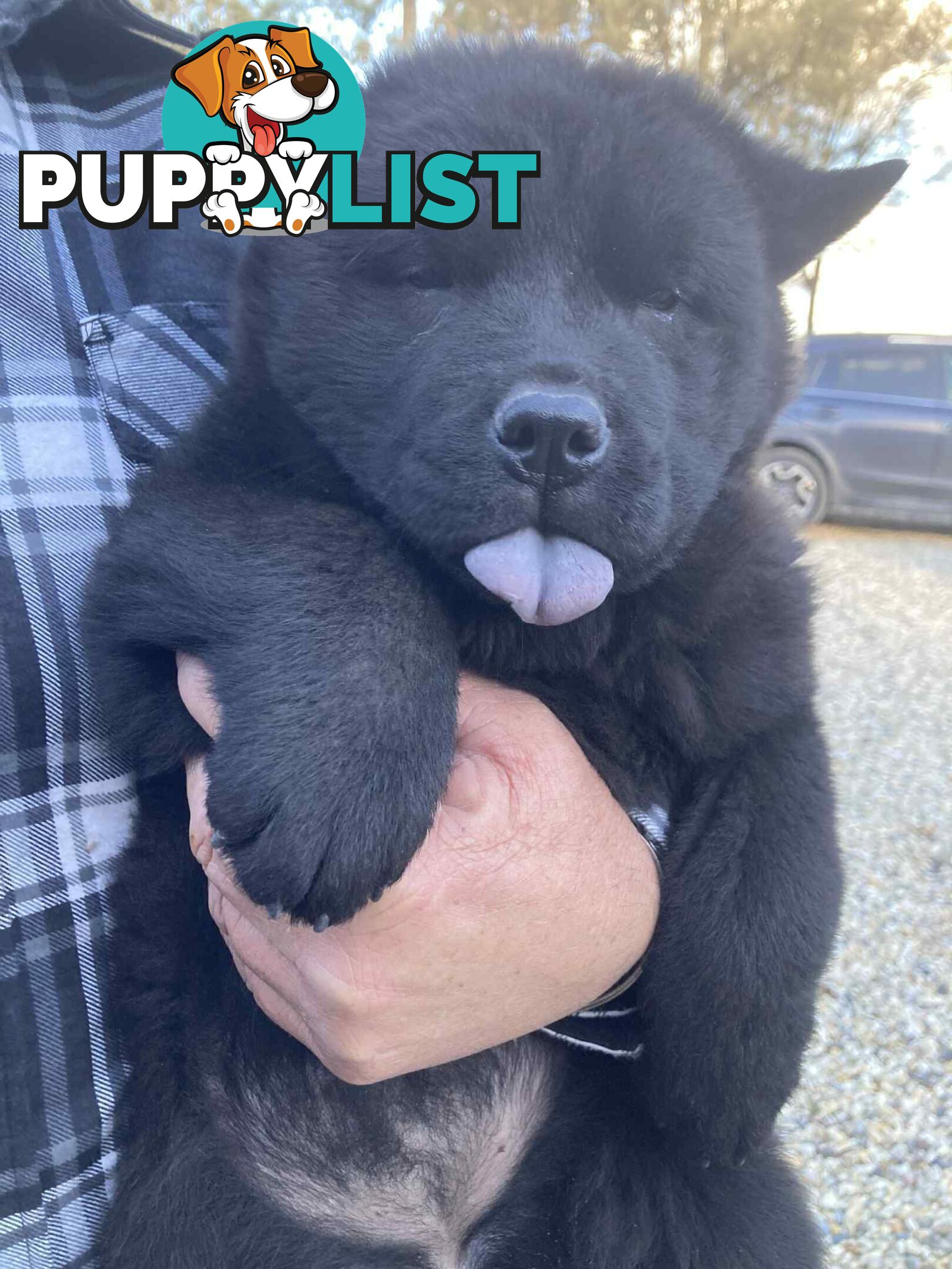 Chow Chow Puppy