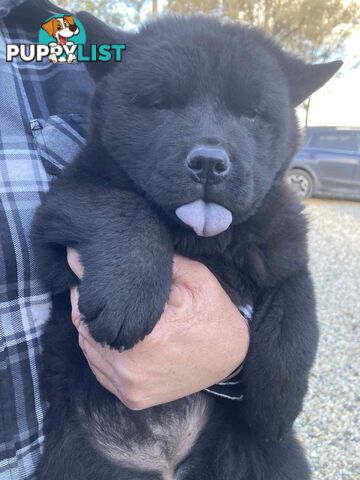 Chow Chow Puppy