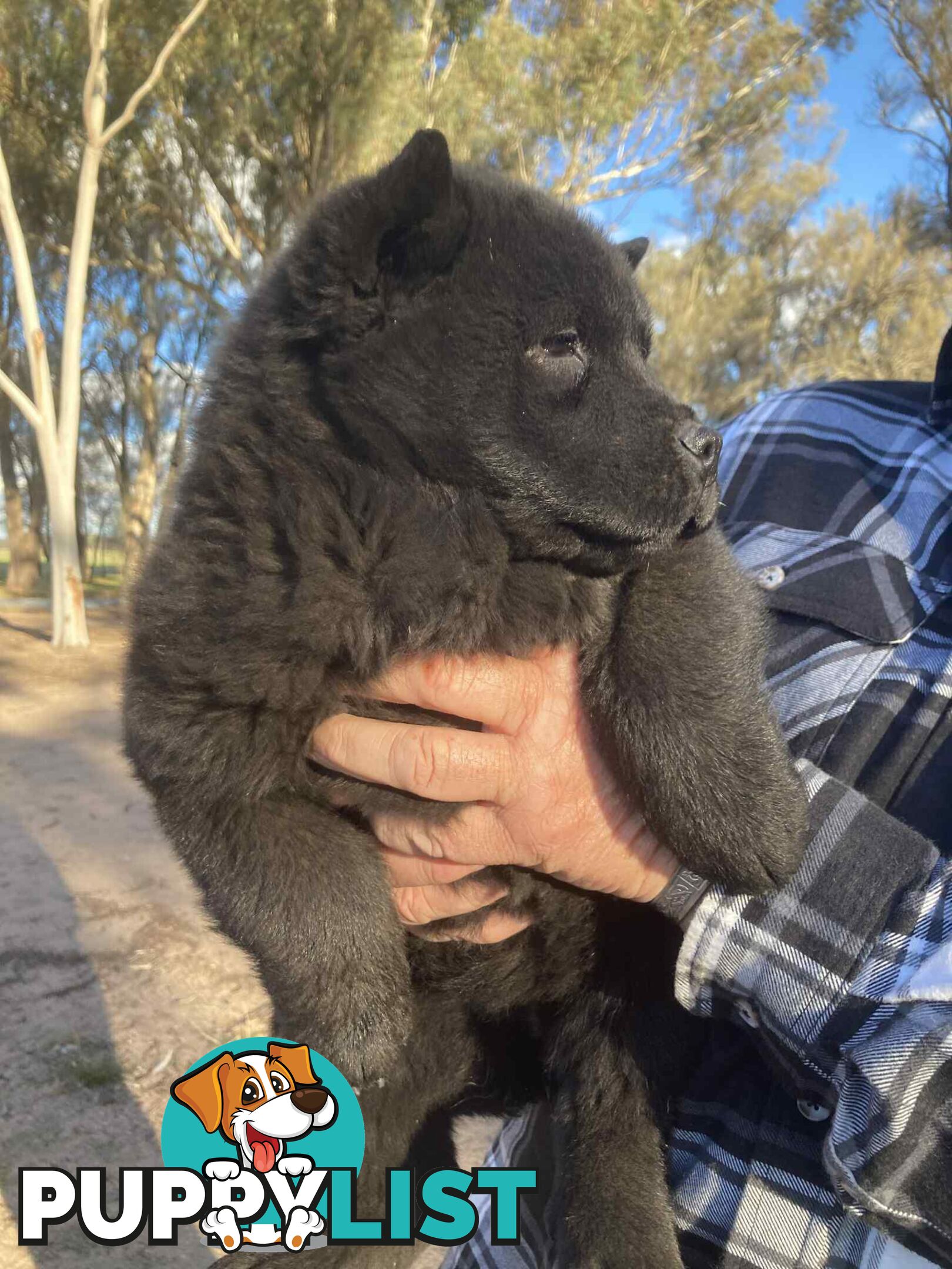 Chow Chow Puppy