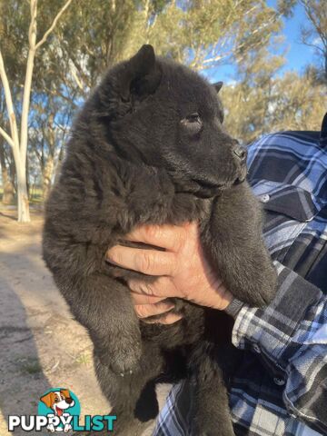 Chow Chow Puppy