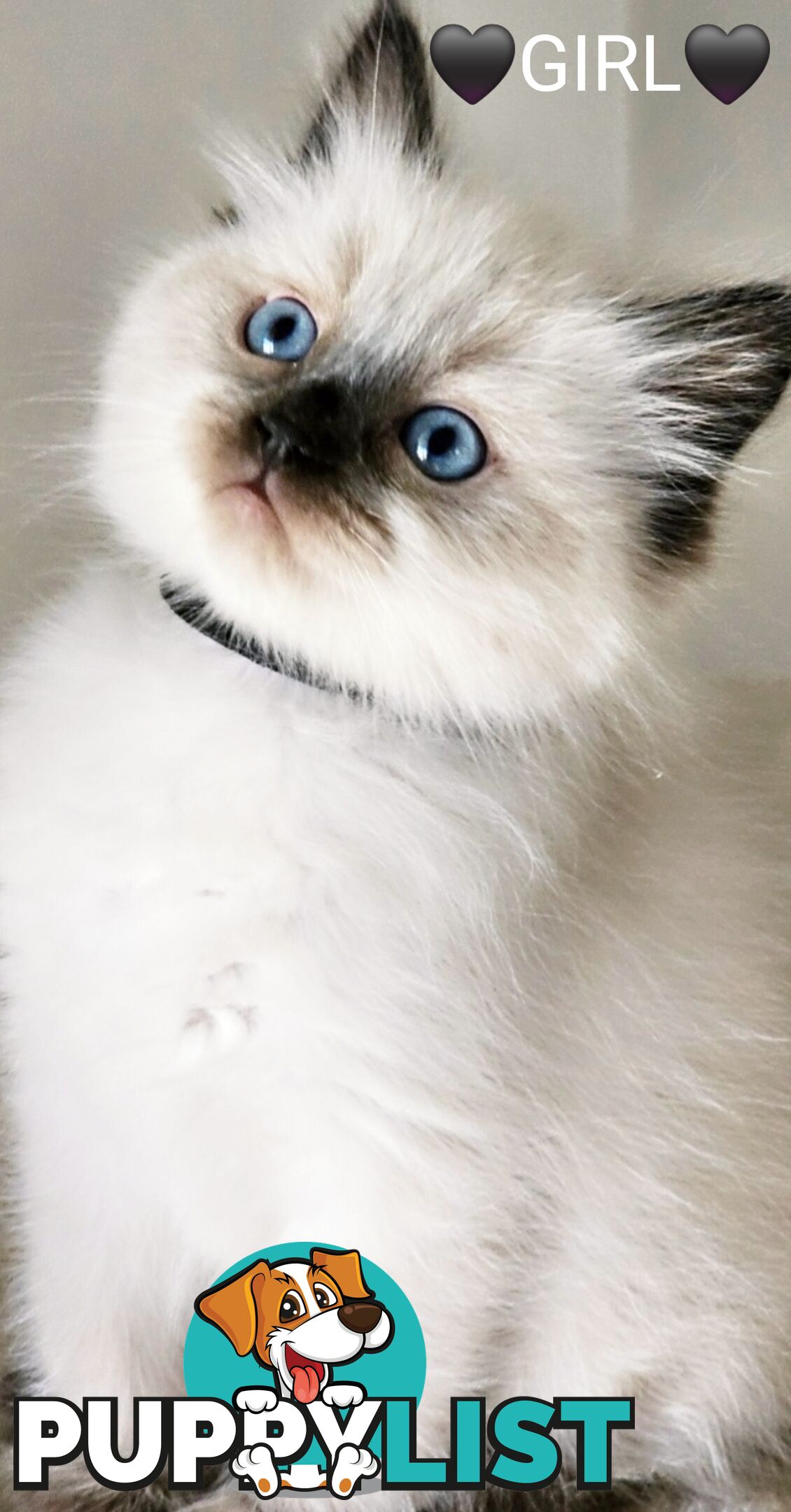 😻 Pure-bred ragdolls for sale 😻