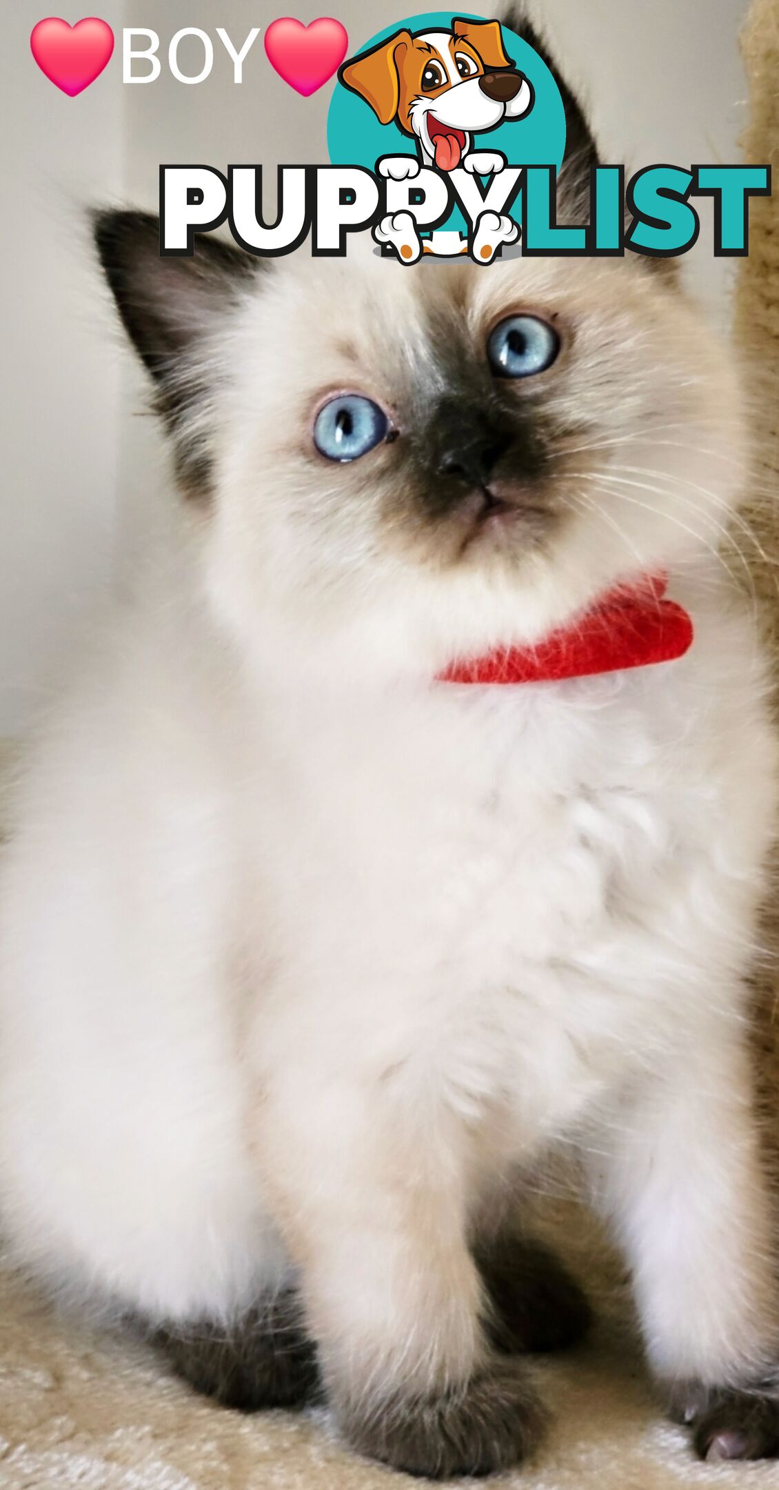 😻 Pure-bred ragdolls for sale 😻