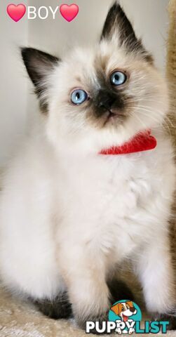 😻 Pure-bred ragdolls for sale 😻