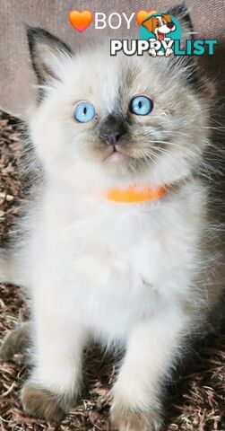 😻 Pure-bred ragdolls for sale 😻