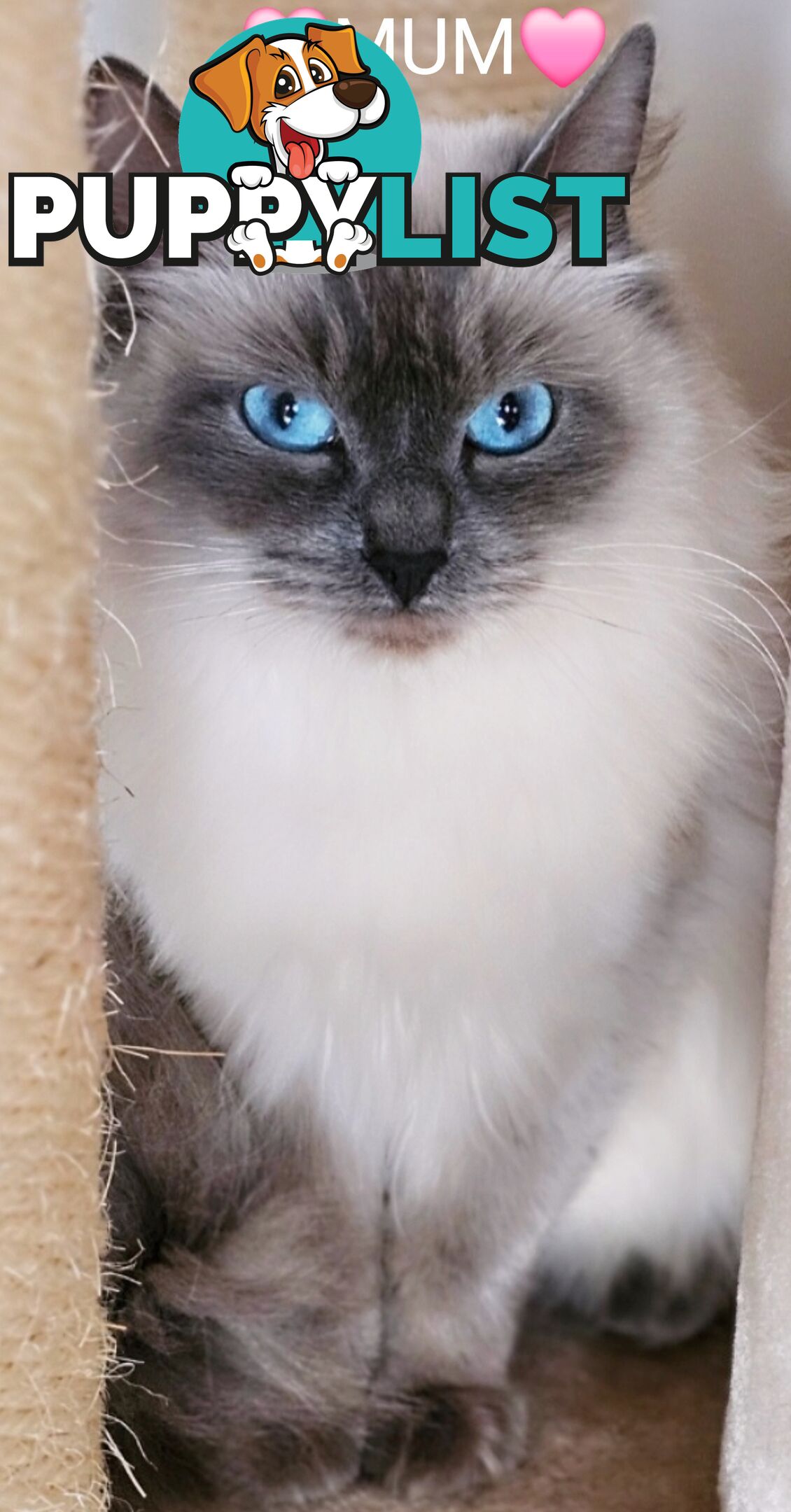 😻 Pure-bred ragdolls for sale 😻