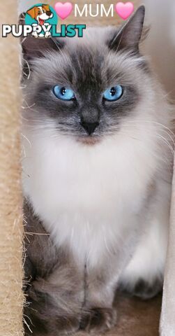 😻 Pure-bred ragdolls for sale 😻