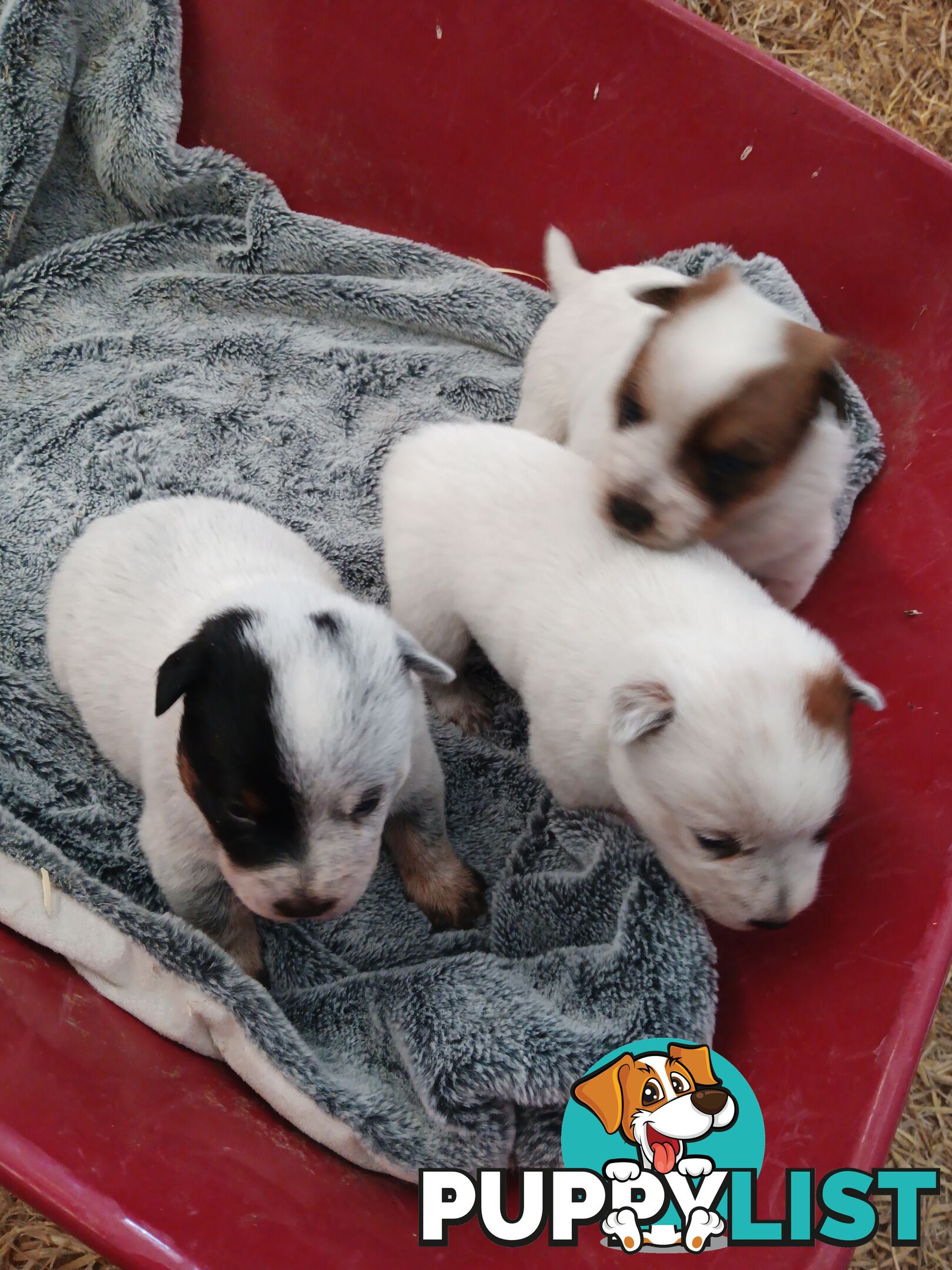 Australian Cattle Dog puppies