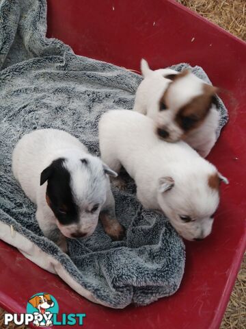 Australian Cattle Dog puppies