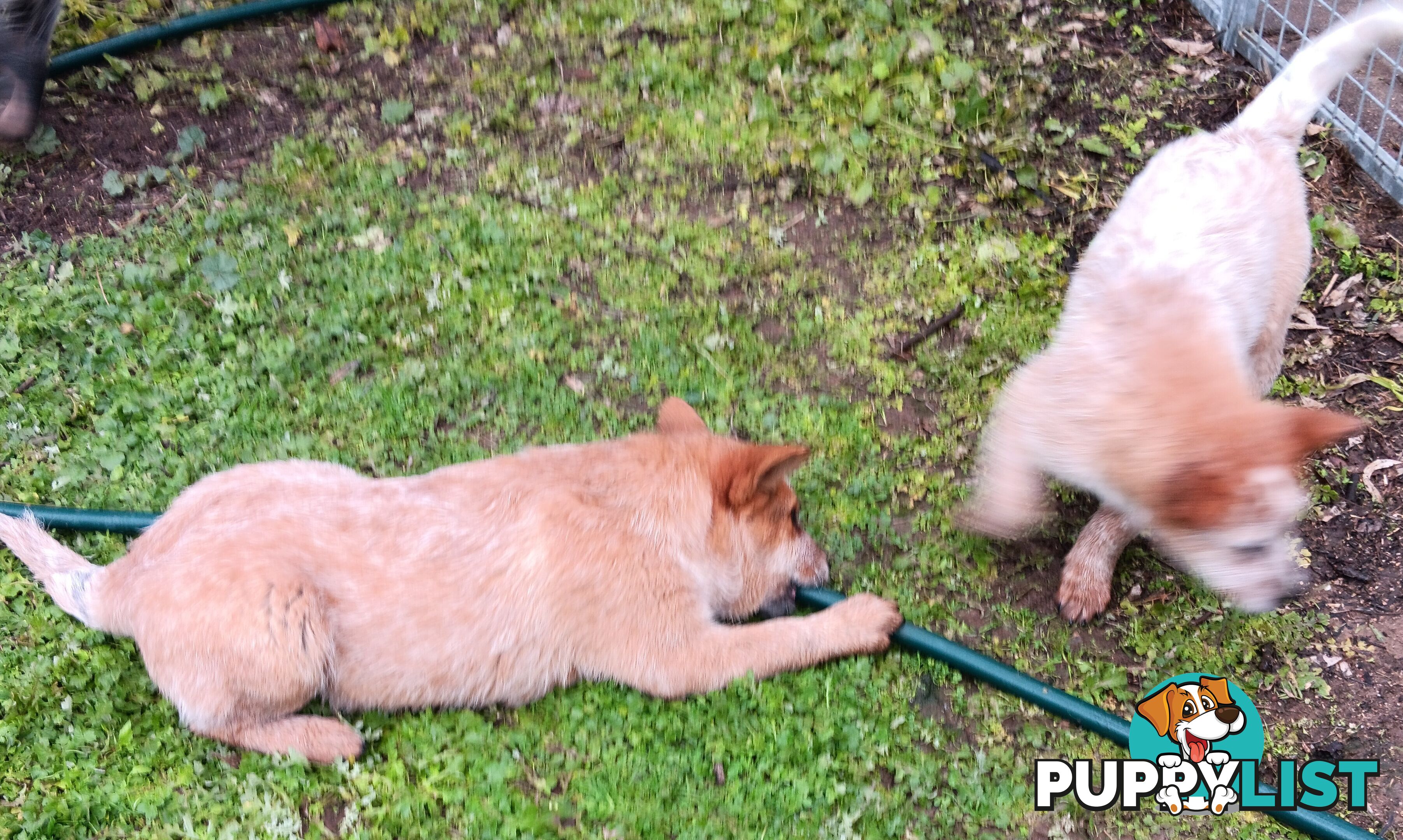 Australian Cattle Dog puppies