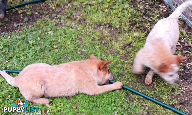 Australian Cattle Dog puppies