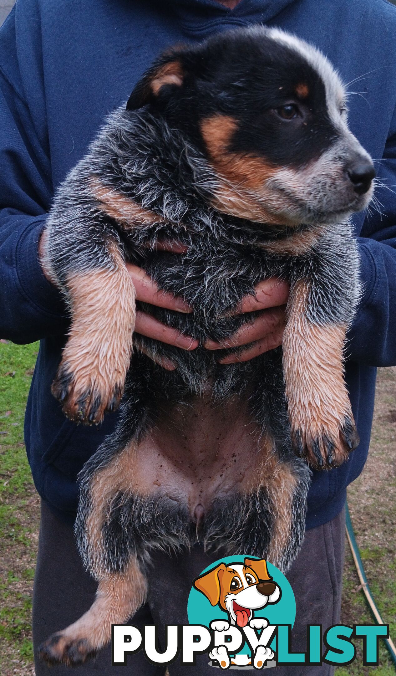 Australian Cattle Dog puppies
