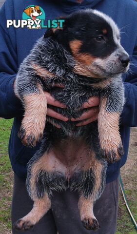Australian Cattle Dog puppies