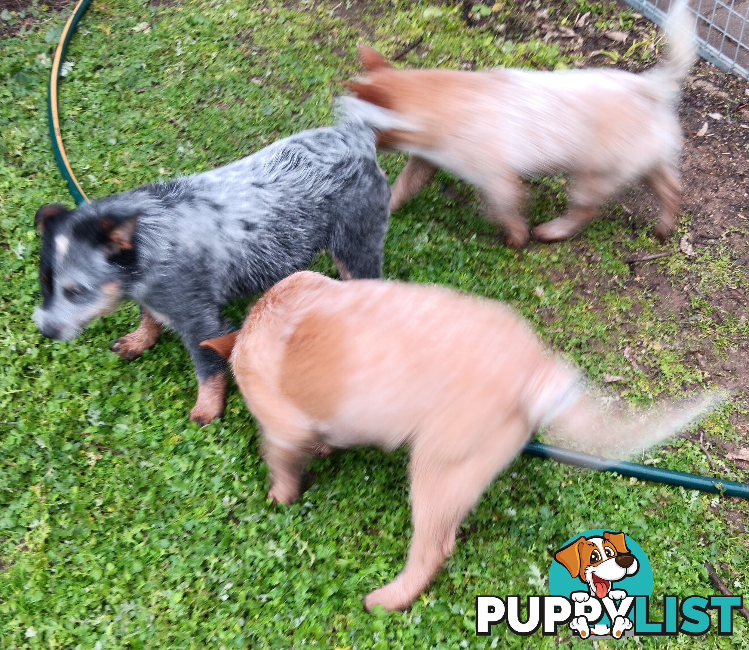 Australian Cattle Dog puppies