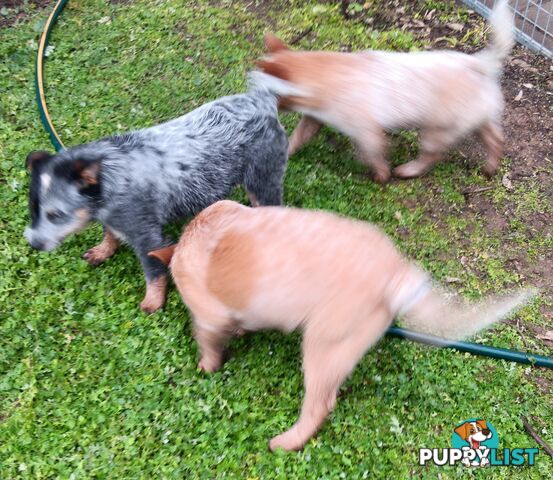 Australian Cattle Dog puppies