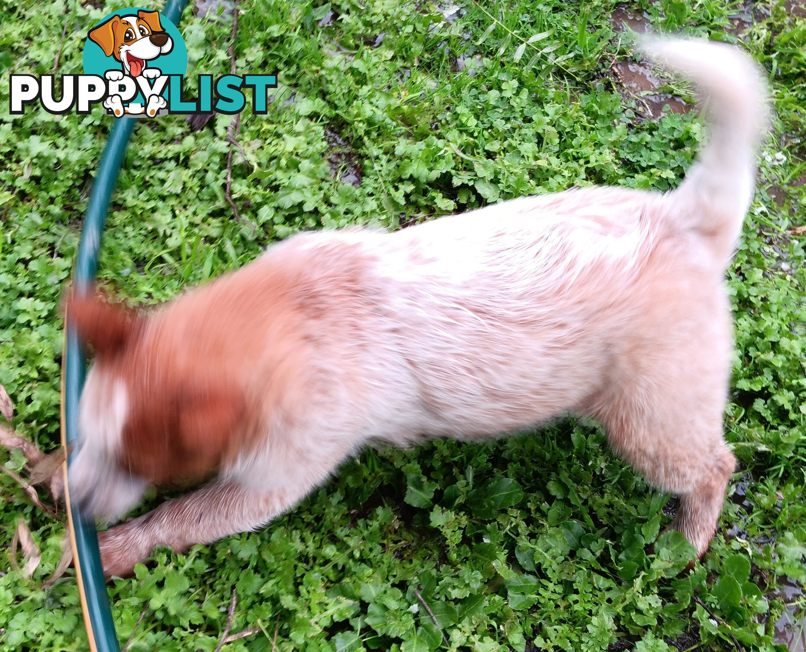 Australian Cattle Dog puppies