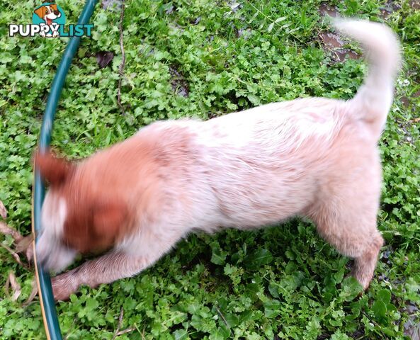 Australian Cattle Dog puppies