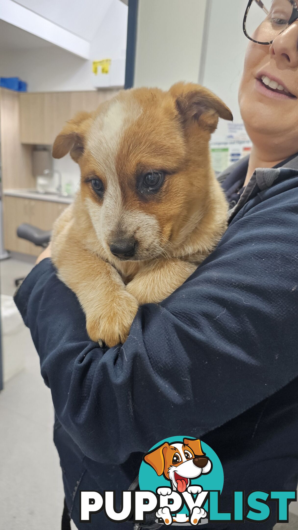 Australian Cattle Dog puppies