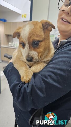 Australian Cattle Dog puppies