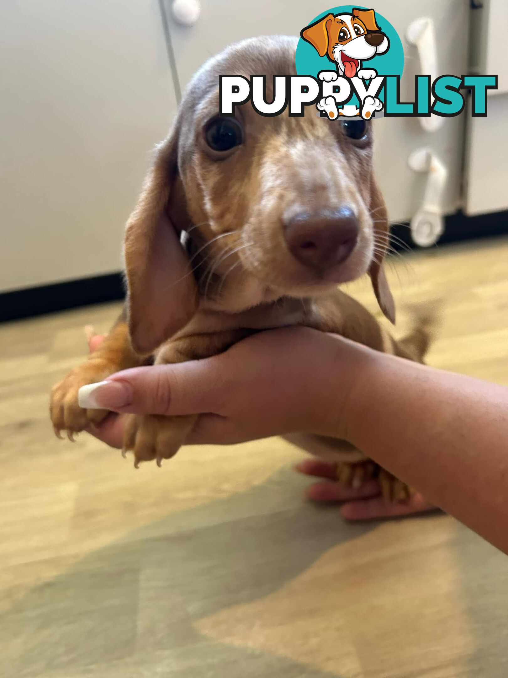 READY NOW!! Beautiful Dachshund puppies