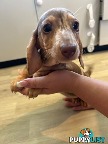 READY NOW!! Beautiful Dachshund puppies