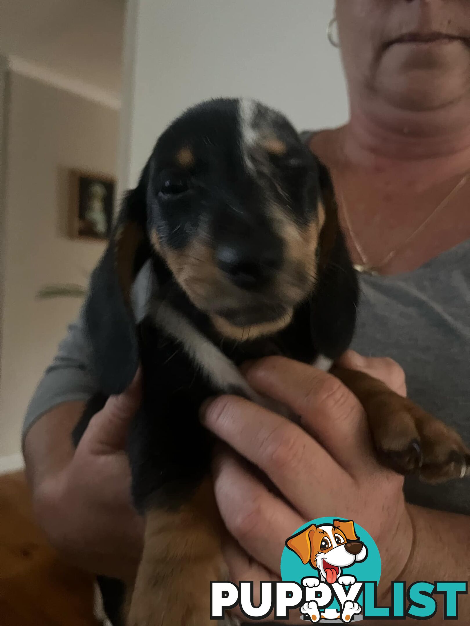 READY NOW!! Beautiful Dachshund puppies