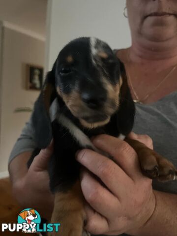 READY NOW!! Beautiful Dachshund puppies