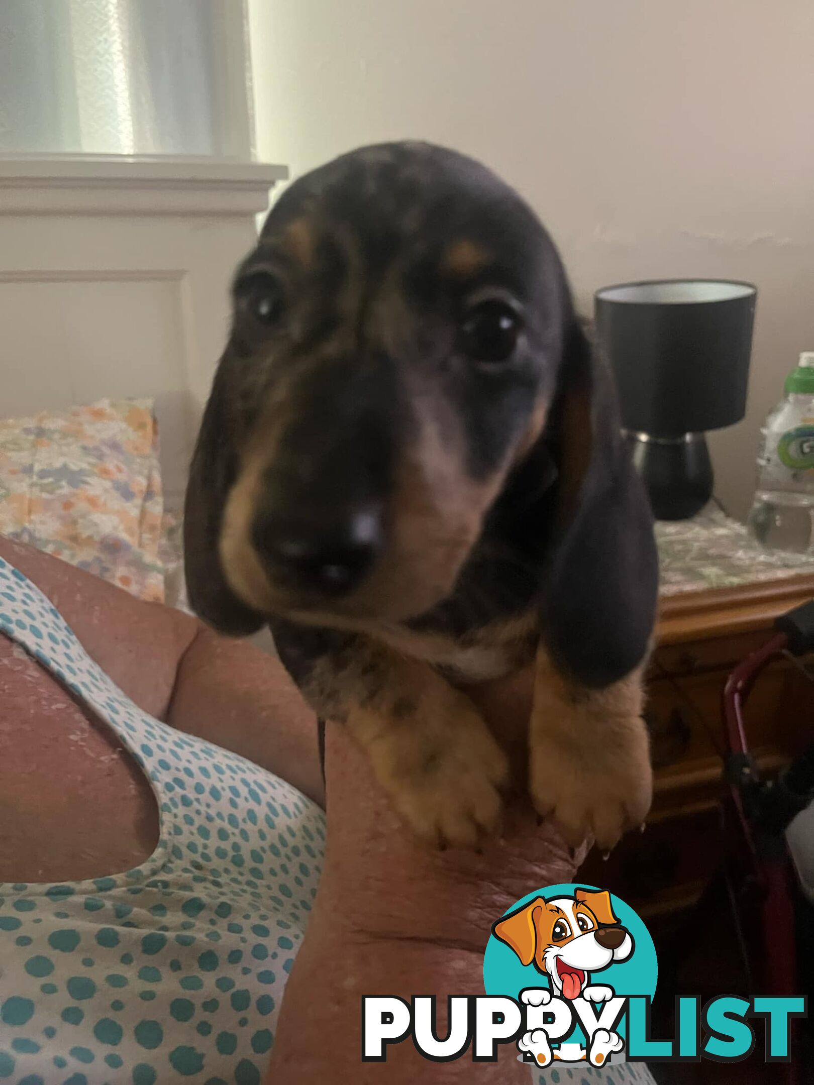 READY NOW!! Beautiful Dachshund puppies