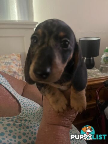 READY NOW!! Beautiful Dachshund puppies